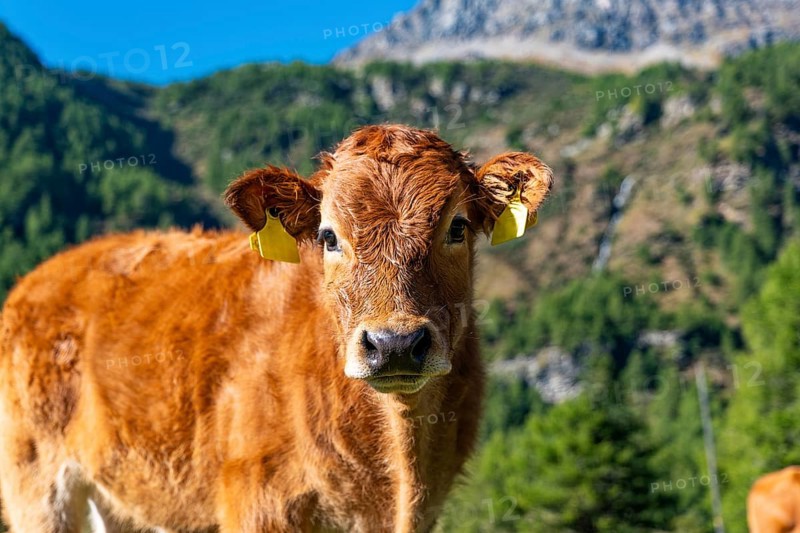 Close-up of a veal in a prairie