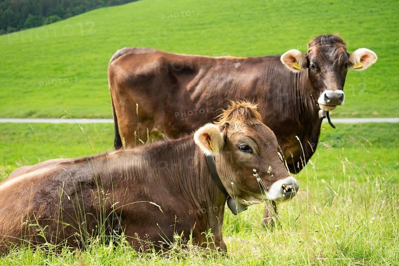 In the Swiss Jura mountains, cows usually are often kept on paddocks outside. Situation with two beautiful cows