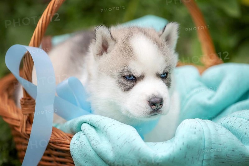 Cute Siberian husky puppy with blue eyes in the basket