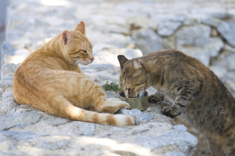 Cats in Crete drinking water, Greece, Europe