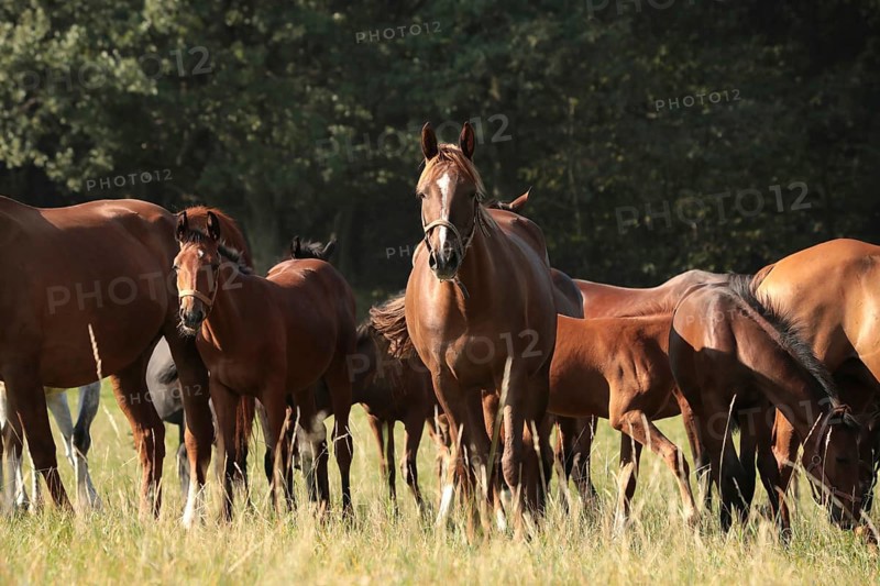 Foals and mares in the meadow at dawn, Poland, Europe