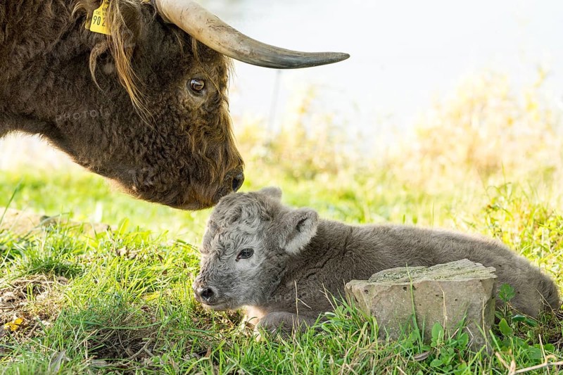 Highland cattle, Mother cow with calf
