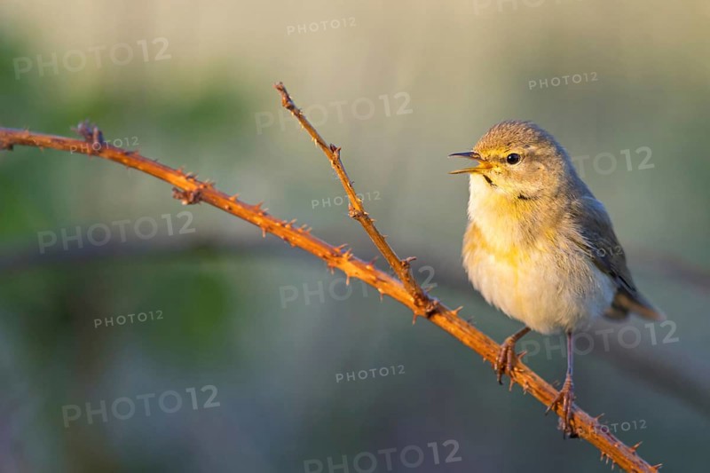 Willow Warbler, Willow Warbler, Phylloscopus trochilus, Pouillot fitis, Mosquitero Musical, Erpolzheim, Erpolzheim, Rhineland-Palatinate, Germany, Europe