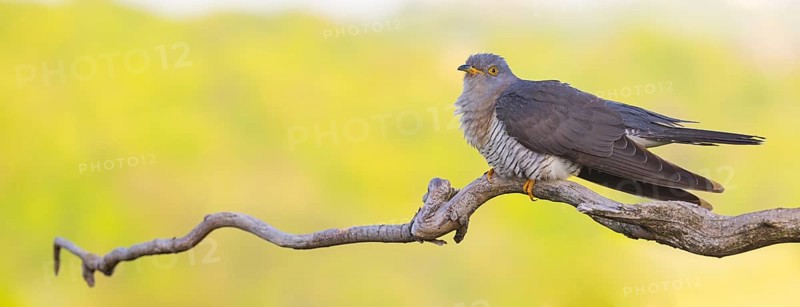 Common cuckoo (Cuculus canorus), Coucou gris, Cuco Europeo, Cuco Común, Ast, branch, Ormoz area, Ormoz, Podravska, Slovenia, Europe