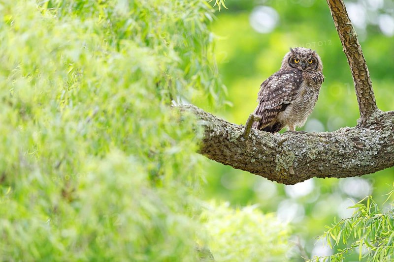 Spotted eagle-owl (Bubo africanus), Grand-duc africain, Wakkerstrom surroundings, Wakkerstrom, Mpumalanga, South Africa, Africa