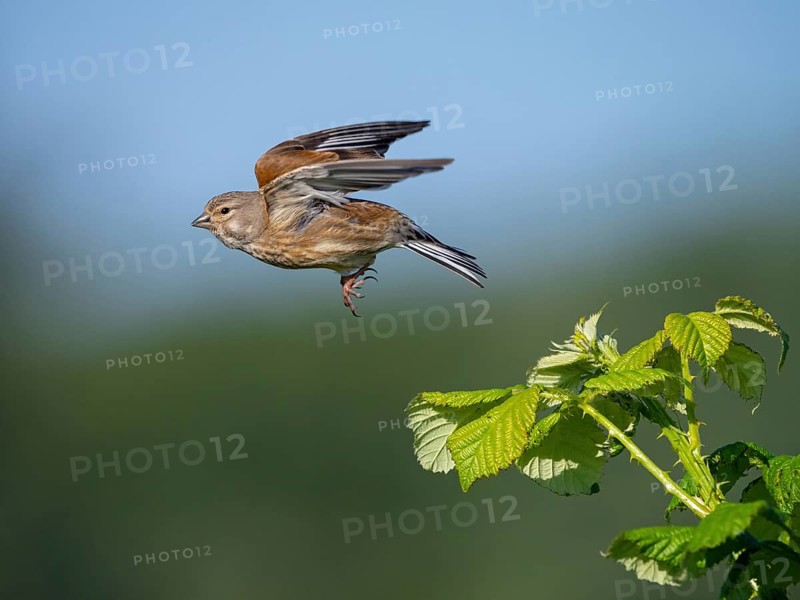 Linnet, Common Linnet, Eurasian Linnet, (Carduelis cannabin), (Acanthis cannabina), Linotte mÈlodieuse, Pardillo Com?n