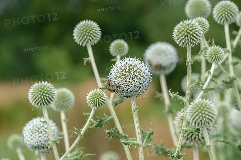 Spherical thistle (Echinops sphaerocephalus), Sarastro Stauden, Federal Republic of Germany