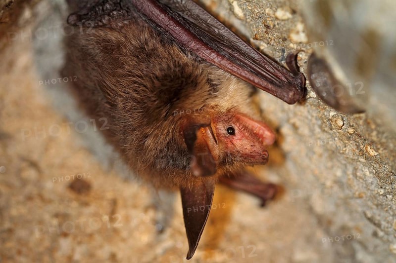 Bechstein's bat (Myotis bechsteinii)