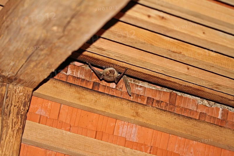 Greater mouse-eared bat (Myotis myotis)