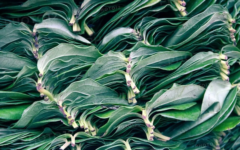 Well-Packed, decomposed leaves of Ceylon's tea after a morning of picking tea. Kandy, Sri Lanka. Tea background