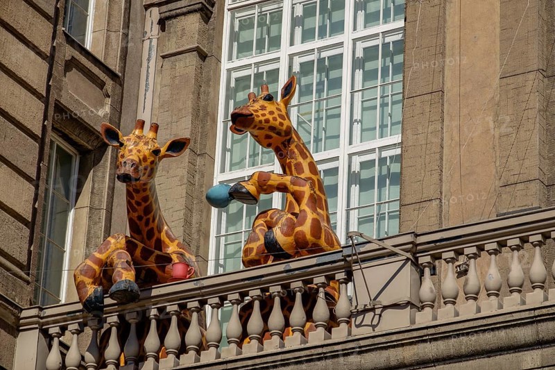 Two humorous giraffe sculptures on a balcony of a municipal building in front of large windows, Helsinki, Finland, Europe