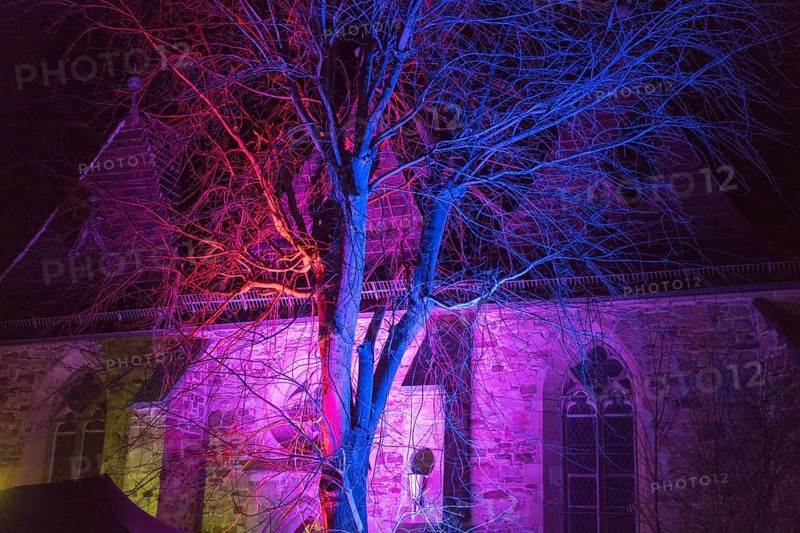 Colorful illuminated tree, Trendelburg, Weser Uplands, Weserbergland, Hesse, Germany, Europe