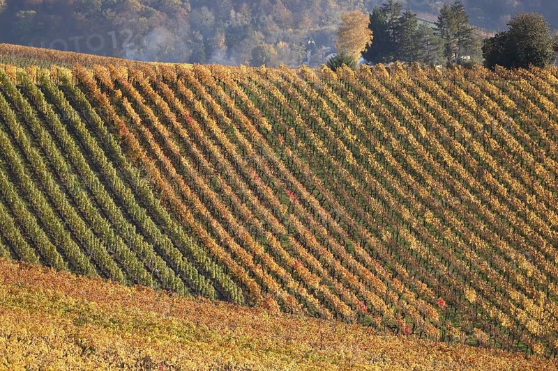 Vineyards in Autumn, View from the Wartberg, Heilbronn, Baden-Württemberg, Germany, Europe
