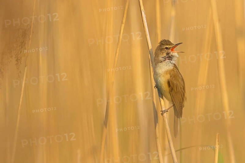 Reed warbler, (Acrocephalus arundinaceus), reedbed perch, biotope, habitat, animals, birds, songbird, reed warbler genus, Lobau, Vienna, Donaustadt, Vienna, Austria, Europe