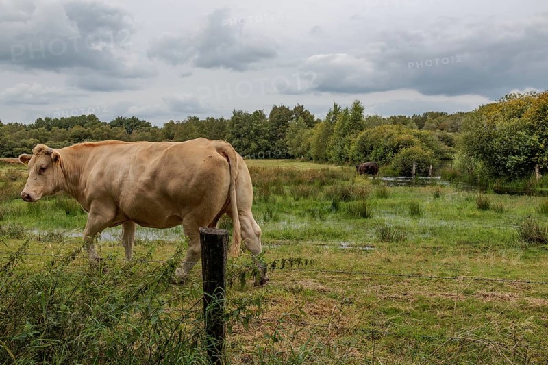 Cow on a wide, green pasture in a partly cloudy sky, Eibergen, Gelderland, Netherlands