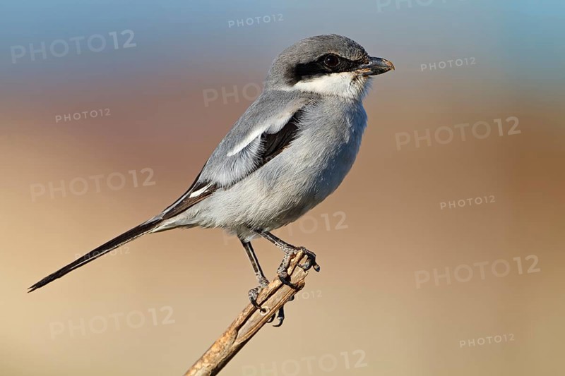 Mediterranean Grey Shrike, Mediterranean Grey Shrike, Great Grey Shrike, (Lanius excubitor meridionalis), Lanius merdionalis koenigii, Lanius meridionalis, Iberian Grey Shrike, perch, Fuerteventura, Spain, Europe