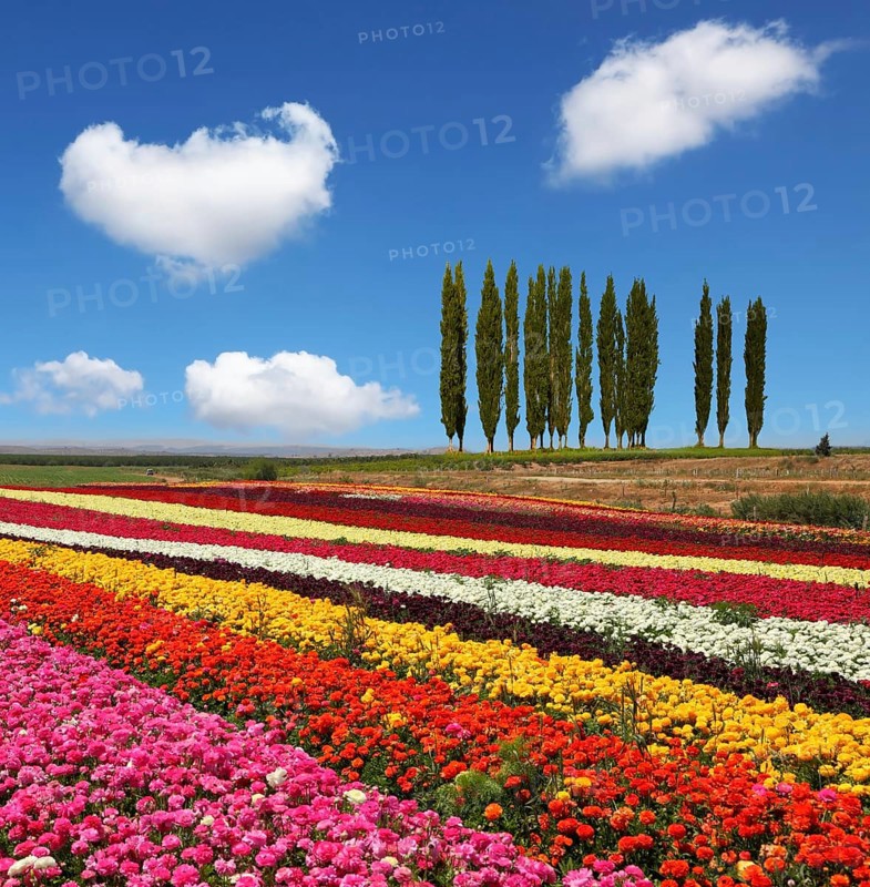 Field of multi-colored decorative buttercups Ranunculus Bloomingdale. On the horizon is growing cypress alley. Flowers planted with broad bands of bright colors - red, yellow and pink