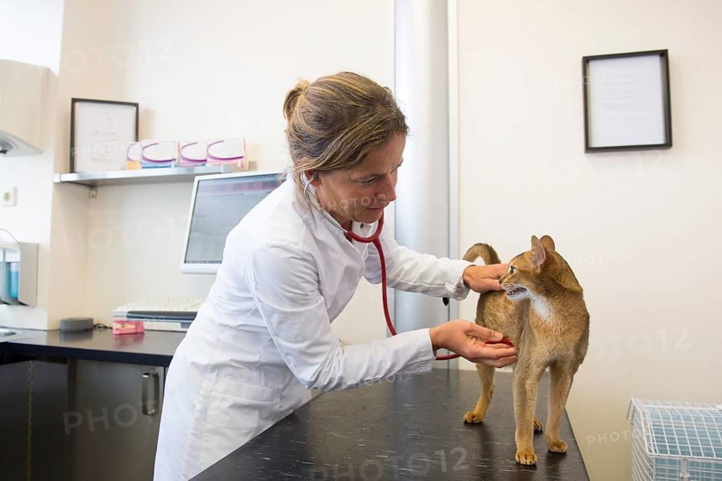 Cat on the table at the veterinarian