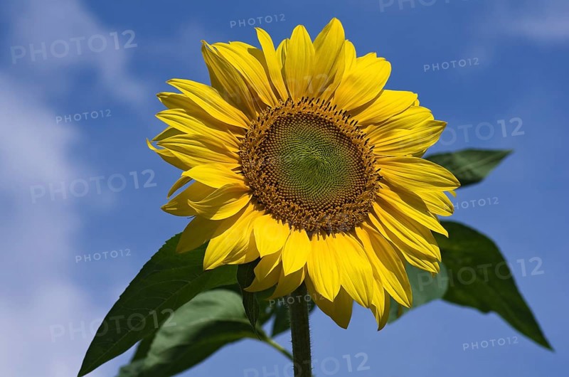 Sunflower in full bloom