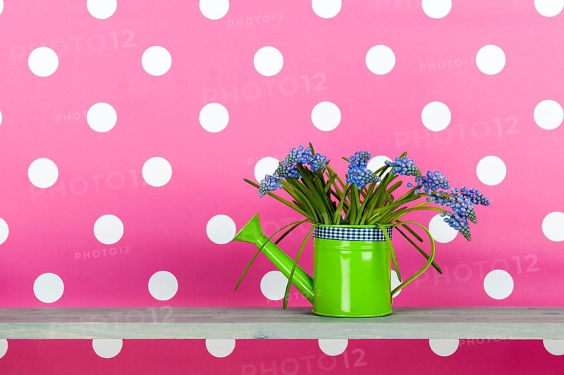 Watering can with blue grape hyacinths on pink background