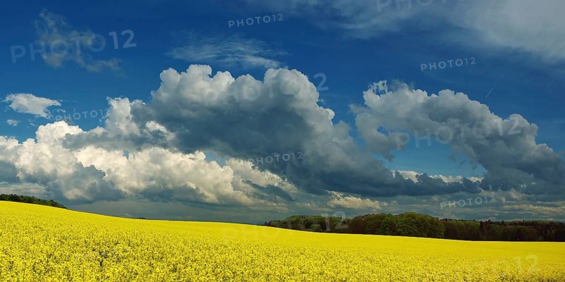 Panorama, storm clouds over a rape field