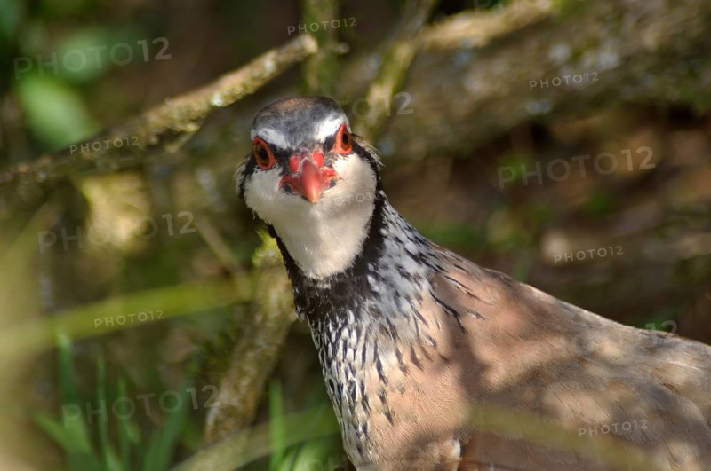 Red- legged partridge or Chukor, Alectoris chukor, New Zealand, Oceania
