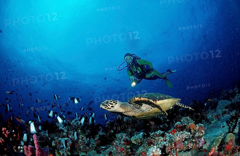 Hawksbill turtle and diver, Eretmochelys imbricata, Maldives, Indian Ocean, Ari Atoll, Asia