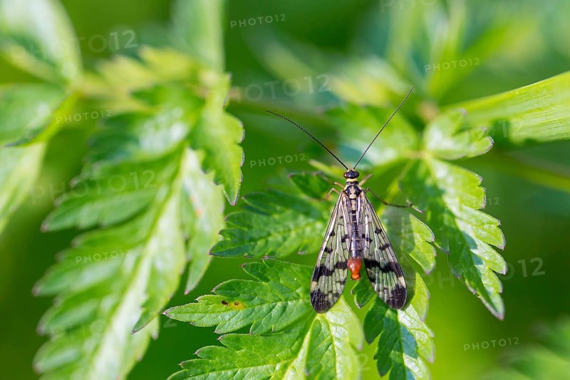 Common scorpionfly, (Panorpa communis), animals, insects, flies, fly, supervision, Lake Neusiedl, Andau, Burgenland, Austria, Europe