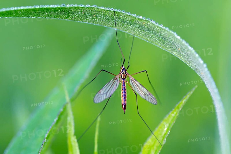 Nephrotoma appendiculata, (Nephrotoma appendiculata), animals, insects, gnats, Lake Neusiedl, Andau, Burgenland, Austria, Europe
