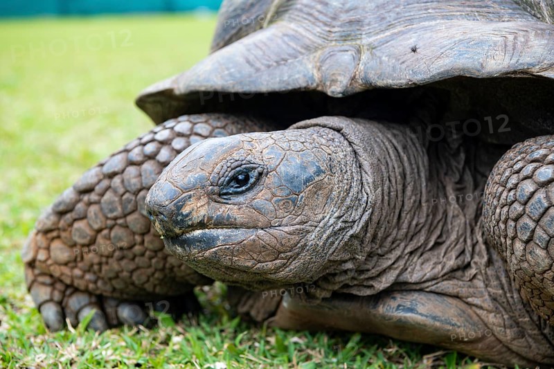 Aldabra giant tortoise (Aldabrachelys gigantea, Syn.:Geochelone gigantea, Dipsochelys elephantina, Dipsochelys dussumieri), 23 coloured earth nature park, 23 coloured earth park, La Vallee des Couleurs, Indian Ocean, island, Mauritius, Africa