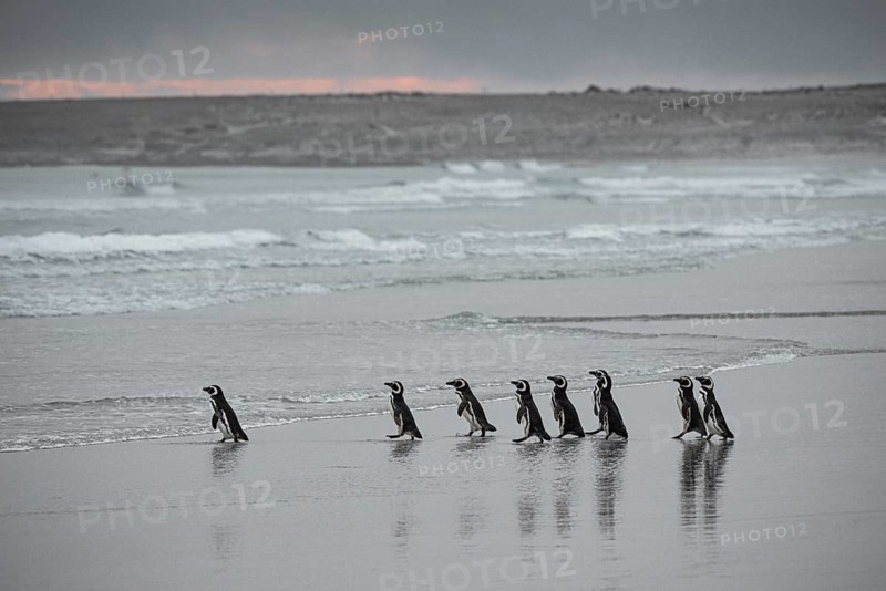 Magellanic penguins (Sphreniscus magellanicus), group in the morning light on their way to sea, Volunteer Point, Falkland Islands, Great Britain, South Atlantic, South America