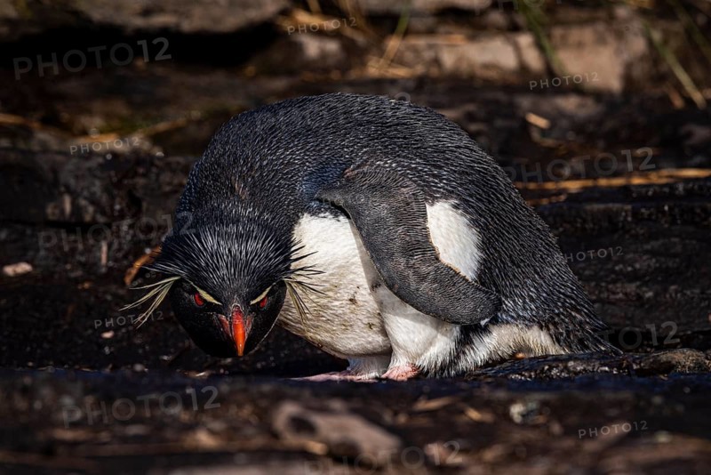 Rockhopper penguin (Eudyptes chrysocome) drinking at a water source, Bleaker Island, Falkland Islands, Great Britain, South Atlantic, South America