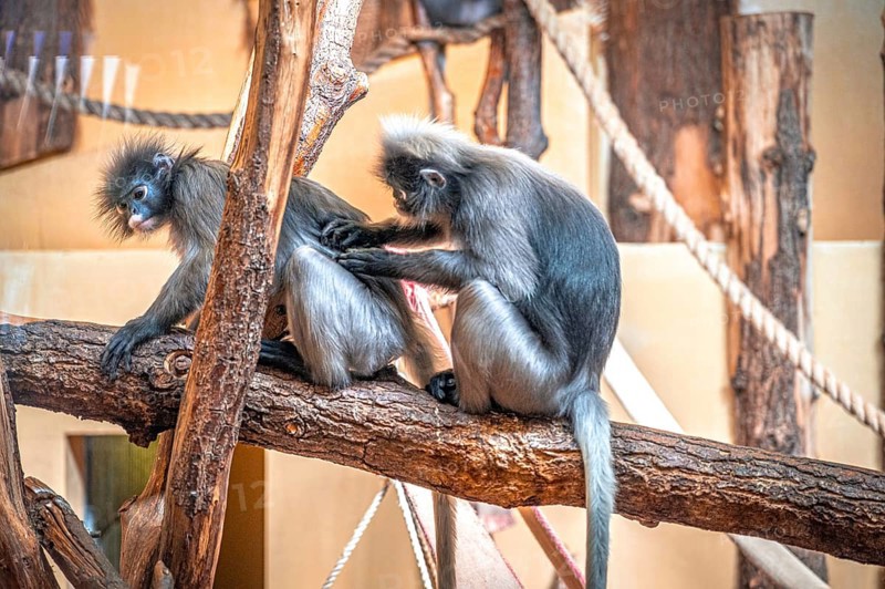 Two spectacled langurs (Trachypithecus obscurus) sitting on a tree trunk, one grooming the other, Erfurt, Thuringia, Germany, Europe
