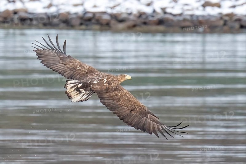 White-tailed eagle (Haliaeetus albicilla), Lofoten, Norway, Europe