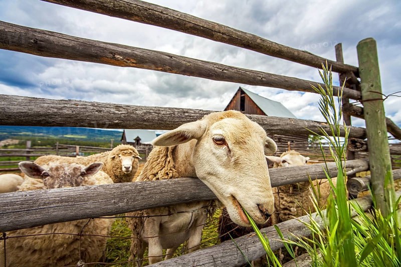 Flock of sheep at Williams Lake British Columbia Canada