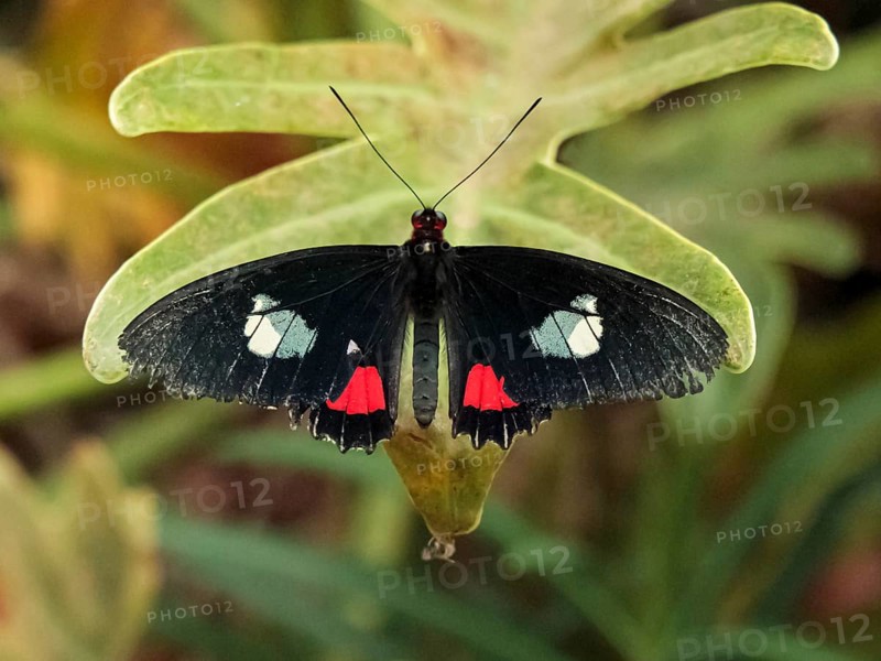 Doris passion butterfly, Heliconius doris