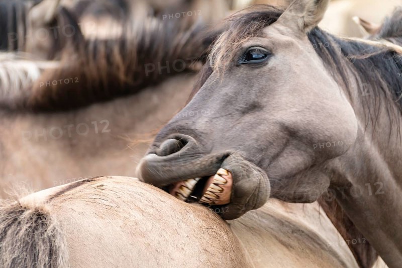 The Dülmen horses live wild near Dülmen, in the Merfelder Bruch nature reserve in North Rhine-Westphalia. The eel line on their backs is a typical feature of these wild horses. Wild live the Dülmen horses near Dülmen, in the nature reserve Merfelder Bruch, North Rhine-Westphalia. A characteristic feature of the wilds is the eel on the back