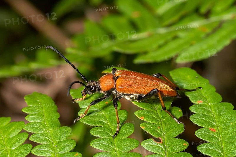 Brown red-necked beetle crawling on a fern leaf in front of a blurred background