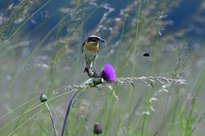Male Whinchat on a maeadow in spring. Whinchat on a perch