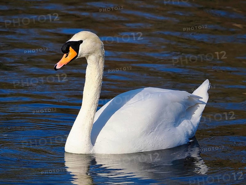 Swimming white swan (Cygnus), Mute swan, North Rhine-Westphalia, Germany, Europe