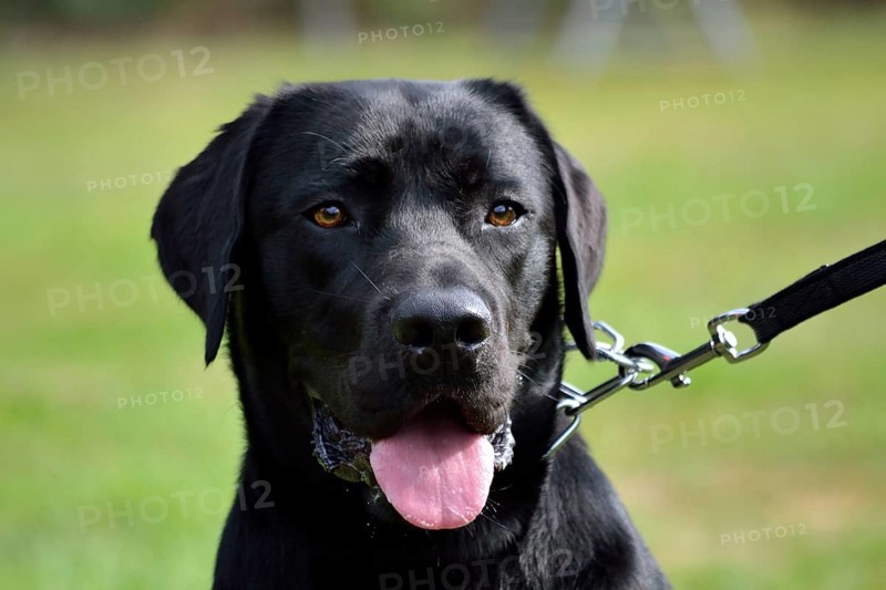 Head of a black Labrador