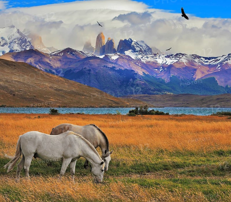 Lake Laguna Azul in the mountains. On the shore of Laguna Azul grazing horses. Impressive landscape in the national park Torres del Paine, Chile, South America