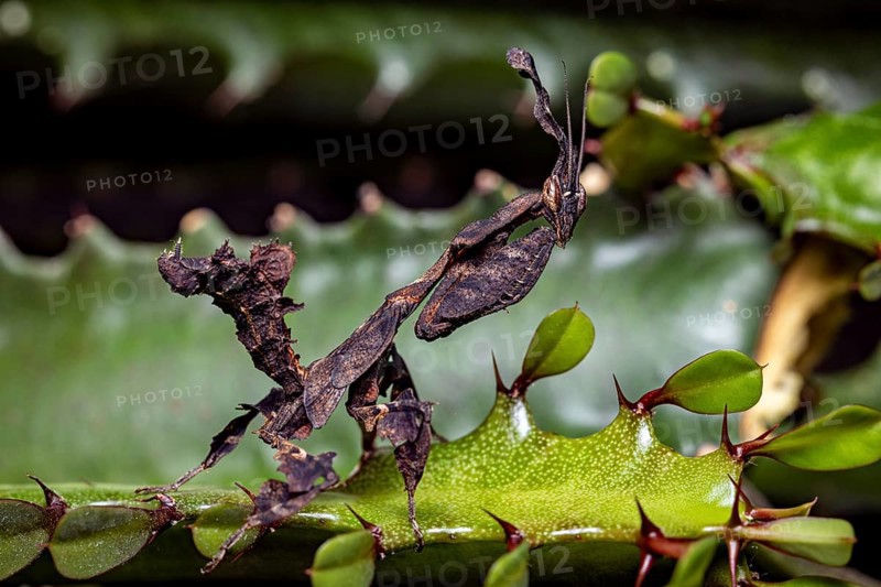 A leaf mantis with brown camouflage is on a green plant, ghost mantis (Phyllocrania paradoxa)