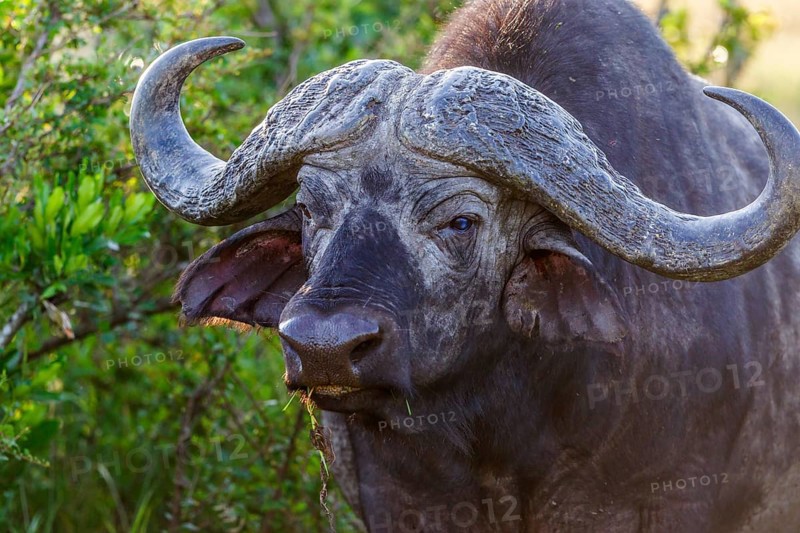 African buffalo with big horns in the bush