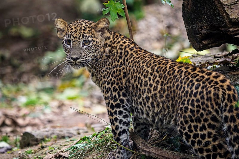 Sri Lankan leopard cub, Panthera pardus kotiya