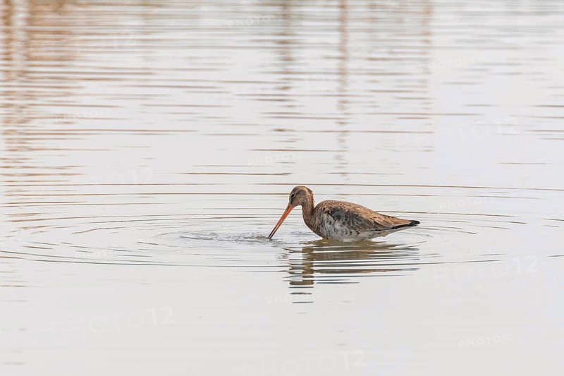 Black Tailed Godwit (Limosa limosa) Wader Bird Foraging