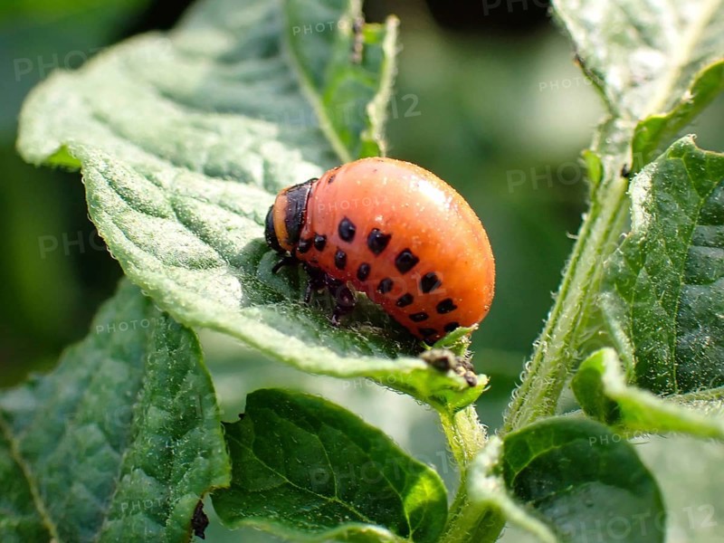 Larva of a Colorado potato beetle (Leptinotarsa decemlineata), Lower Rhine, North Rhine-Westphalia, Germany, Europe