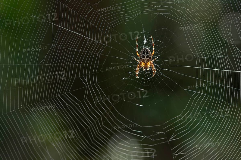 European garden spider (Araneus diadematus), in its web in the sunshine, Saxony, Germany, Europe