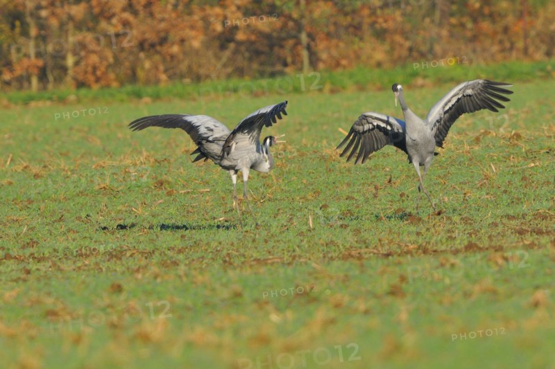 Common Crane, Grus grus, grey crane, Europe, europe, animals, bird, birds, crane, crane