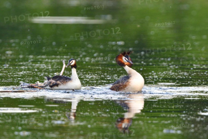 Pairing of the Great crested grebe. Great crested grebe mating